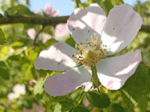 An example of Christopher’s stunning photography. A portrait of blossom taken in close up, the soft pinks and whites of the petals contrast beautifully with the green foliage and blue sky in the background.
