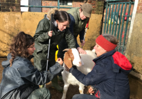 Naz, Ellie, Sam and horse trainer Katy gather round to cuddle Harrison the goat.
